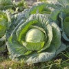 Eden Brothers Cabbage Seeds - All Seasons