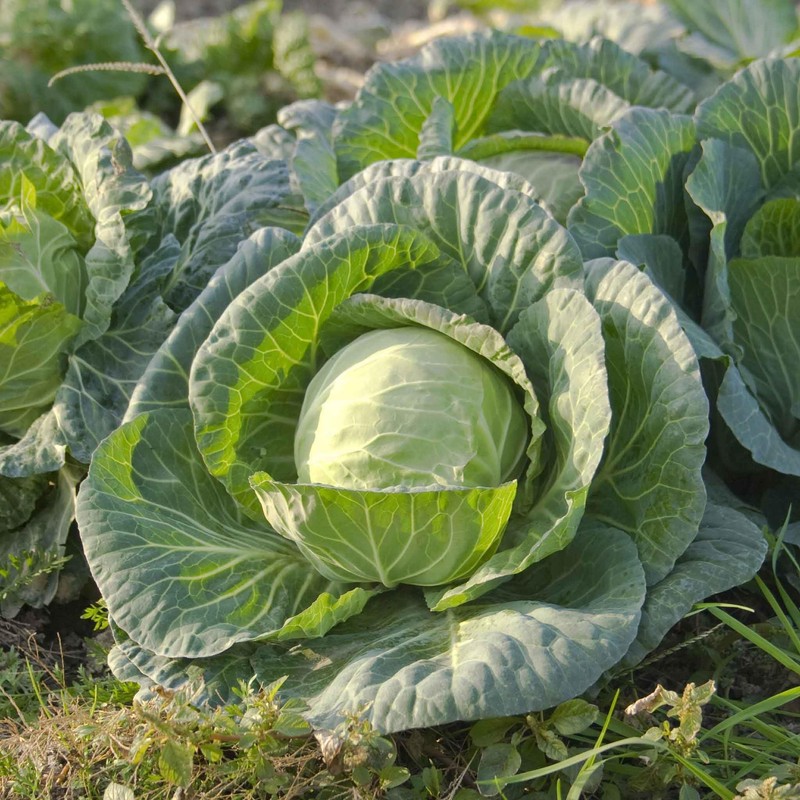 Eden Brothers Cabbage Seeds - All Seasons