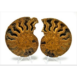 Matched Set of Prehistoric Fossilized Diamond Polished Ammonites - 110 Million Years Old (with 2 Free Display Stands & Informational Postcard) (2.910")