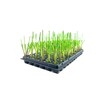 Pampas Grass Blue Bayou | 3 Live Plants | Cortaderia