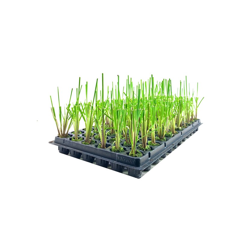 Pampas Grass Blue Bayou | 3 Live Plants | Cortaderia