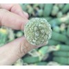 1am Succulents Rare Cactus - Pseudolithos Migiurtinus (0.4"-0.5")