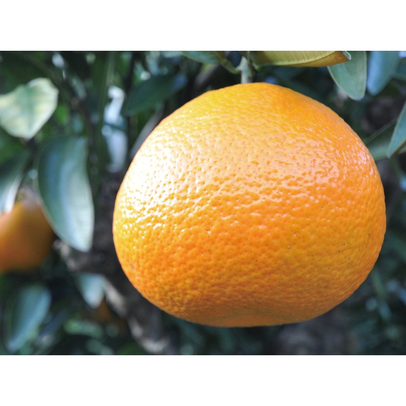 Ecott Cosmetics Organic Hair Shampoo (Yayaya Prefecture), Iyokan, Ehime Prefecture