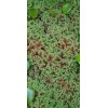 1 CUP of Live Azolla / Mosquito Fern - Aquarium