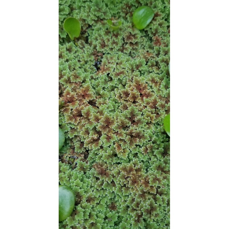 1 CUP of Live Azolla / Mosquito Fern - Aquarium