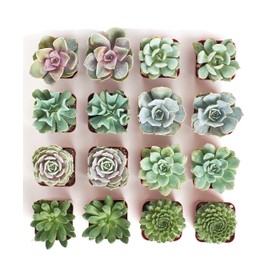 Shop Succulents | Radiant Rosette Collection | Assortment of Hand Selected, Fully Rooted Live Indoor Rose-Shaped Succulent Plants, 16-Pack