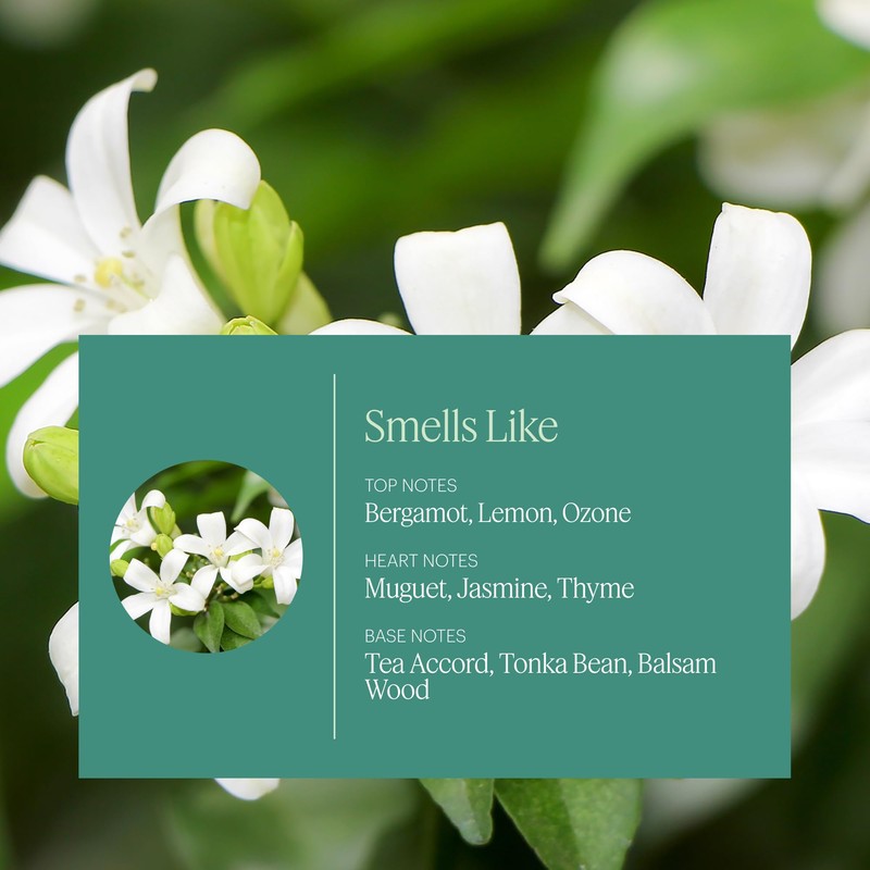 Aera White Tea - Essential Oil for Home - Elegant