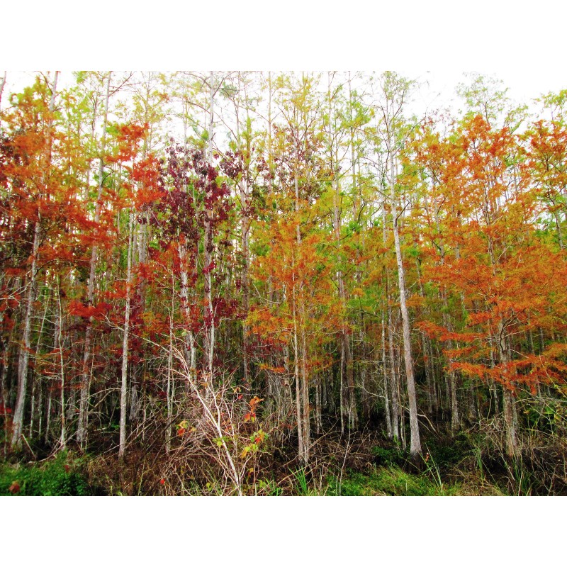 The Jonsteen Company Pond Cypress | Medium Tree Seedling |