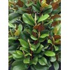 Teddy Bear Southern Magnolia, Shade Tree, 7 gal. Nursery Pot,