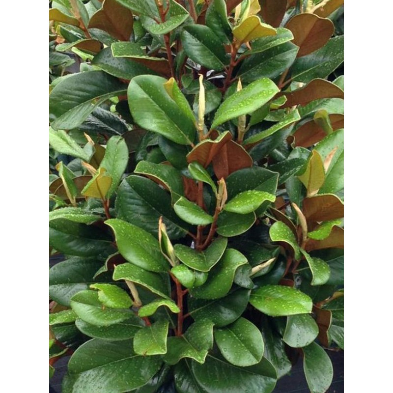 Teddy Bear Southern Magnolia, Shade Tree, 7 gal. Nursery Pot,