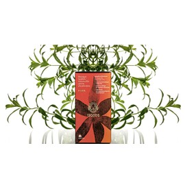 12Gods Erodas Herbal Tea Pods – Dittany, Puncture Vine, Nettle, Mint & Anise Blend (Pack of 2) | 20 Nespresso® Compatible Capsules | Caffeine-Free, No Artificial Dyes