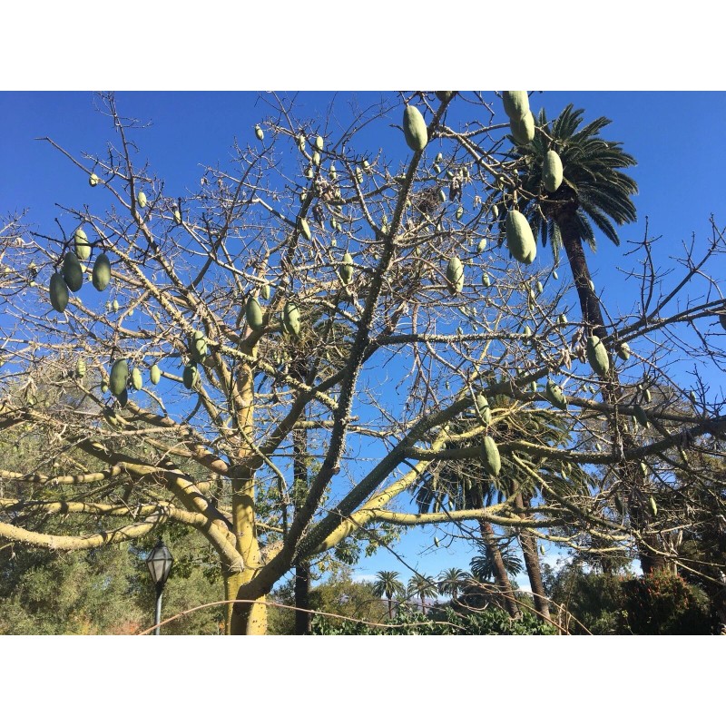 Tree Silk Floss Tree bottle kapok Cactus Ant Thorn Bonsai
