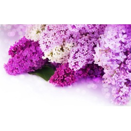 English Garden (Lilac) Home Fragrance Oil for Oil Warmer and Mist Diffusers 15ml