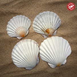 Maine Man Natural Baking Shells, Harvested From Ireland And Scotland, For Baking, Seafood, Appetizers, And Desserts, 3.75-Inch, Set of 4