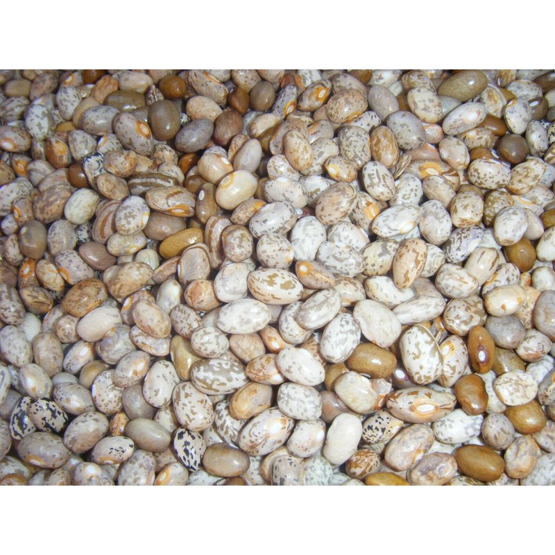 Brown Greasy Pole Bean Over 200 Kentucky Cornfield Brown Greasy