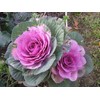 RAISE ME UP: Seeds Flowering Kale Mix Large Leaf Decorative