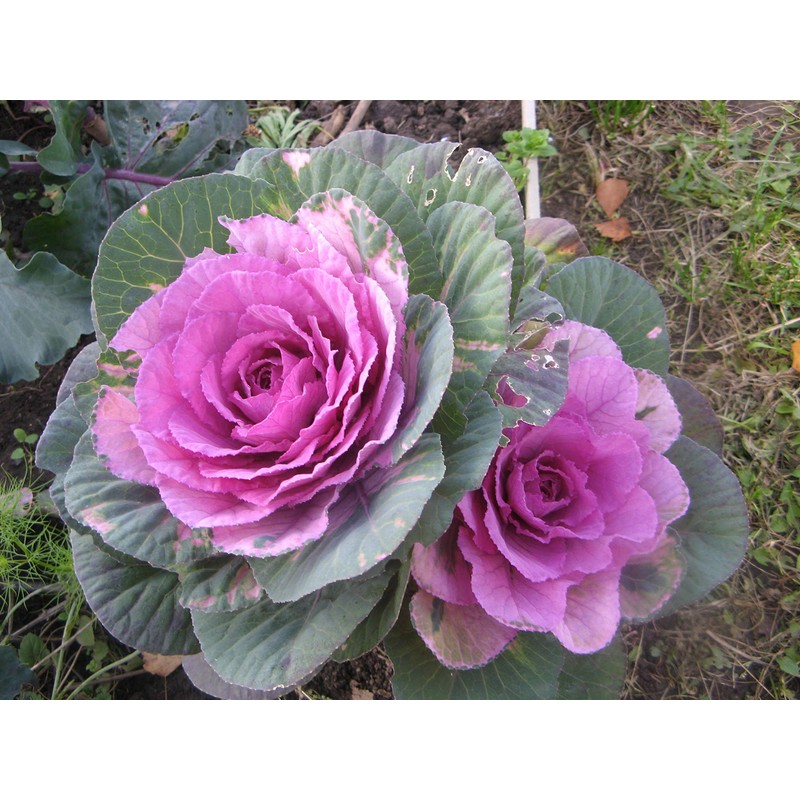 RAISE ME UP: Seeds Flowering Kale Mix Large Leaf Decorative