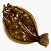 Flounder | Fluke Vinyl Decal Bumper Sticker 5"