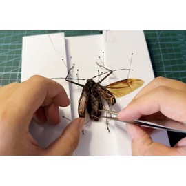 Insect Pinning Board, EVA Foam Board Pose Insects Boards Butterfly Spreading Wings Board Combined Plates, Adjustable Wide Spacing Double Sided Usable Insect Specimen Tools for Bugs Collection (1 PACK)