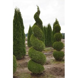3 Emerald Green Arborvitae 6-12" Tall Live Plants in 2.5" Pots - Thuja occidentalis