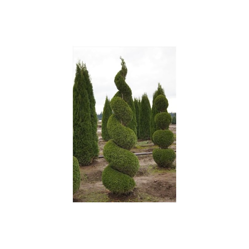 3 Emerald Green Arborvitae 6-12" Tall Live Plants in 2.5"