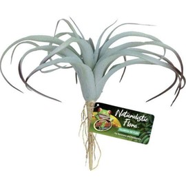 Zoo Med Naturalistic Flora, Tillandsia Air Plant