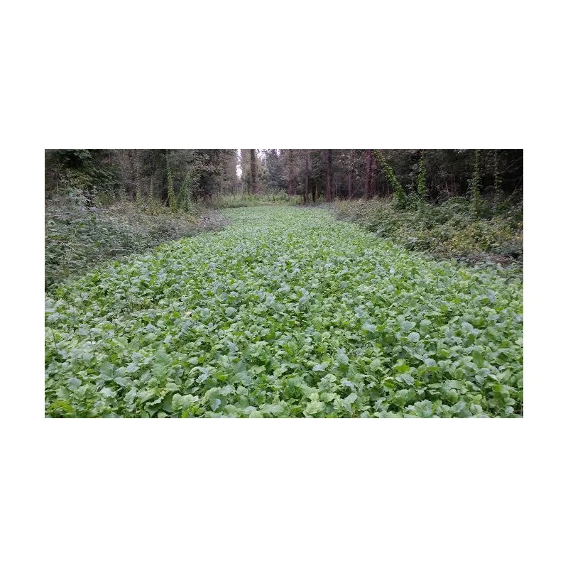 Feeders Outdoors 3 LBS DEER GREENS PURPLE TOP TURNIP DAIKON