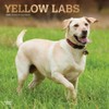 Yellow Labrador 2020 Calendar
