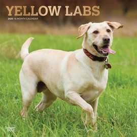 Yellow Labrador 2020 Calendar