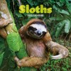 2025 Sloths Mini calendar: Plastic Free Packaging