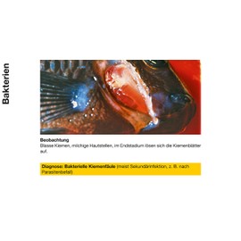 sera Cyprinopur Pond Water Conditioner, 250 ml