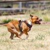 PoyPet No Pull Dog Harness, No Choke Front Clip Dog