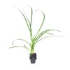 Society Garlic - 20 Live Plants - Tulbaghia Violacea -