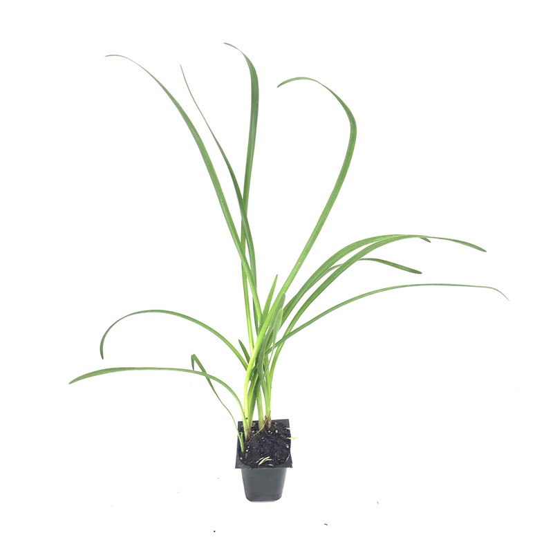 Society Garlic - 20 Live Plants - Tulbaghia Violacea -