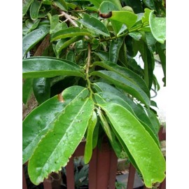 FRESH Organic Soursop Leaves Graviola Ojas De Gunabana, 25 Pure Natural Leaves