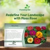 Outsidepride Mixed Moss Rose Seeds - 10000 Pcs Annual, Drought