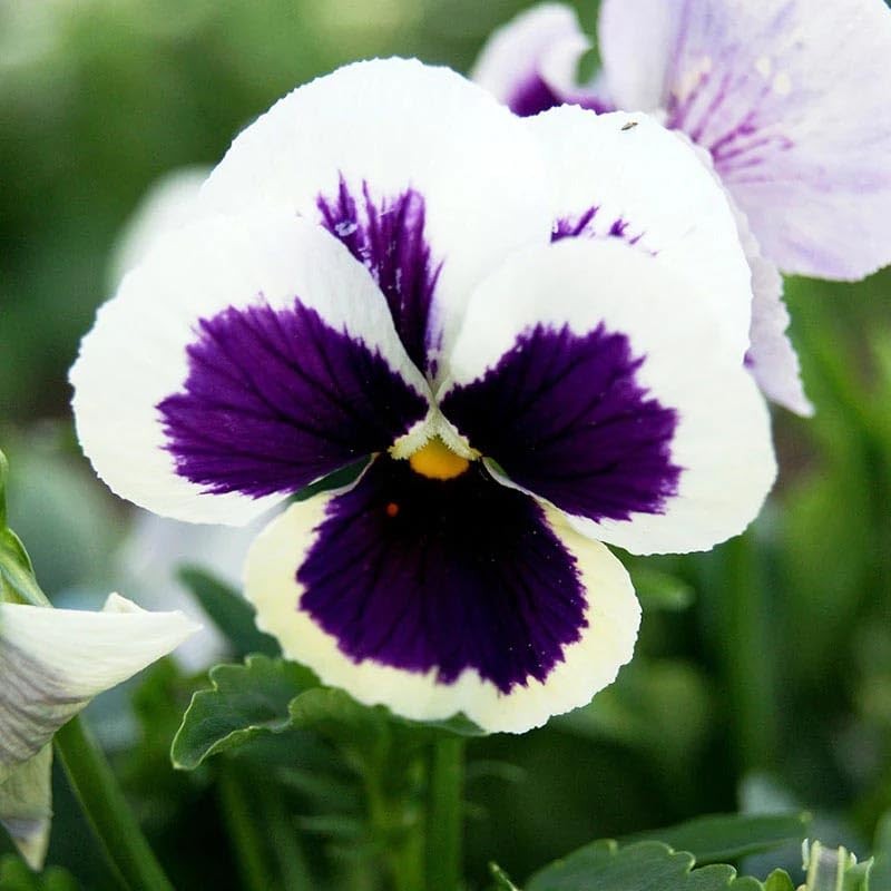 Outsidepride 1000 Seeds Viola Pansy Silverbride Flower Seeds for Planting