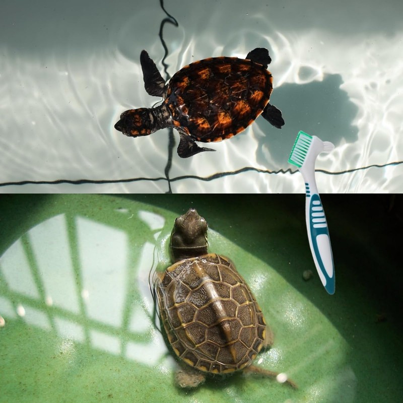 2Pcs Turtle Cleaning Brush Mini Double-Sided Cleaning Brush Tortoise Accessories
