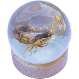 Real Insect Brown Scorpion Globe