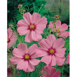 300 Gloria Cosmo's Seeds 2 Grams Non GMO Heirloom Pink USA Harvested pollinator bee Butterfly Pink Cosmo