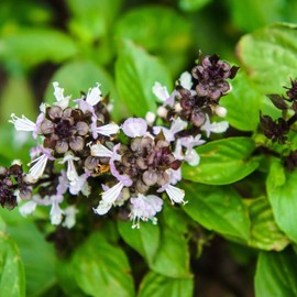Outsidepride Tulsi Holy Basil Ocimum Tenuiflorum Medicinal Herb Plant Seed - 1000 Seeds