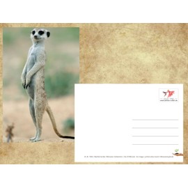 Edition Colibri Meerkat Postcard Set, 3 Animal Postcards / Postcards of Meerkats in Africa (10635)