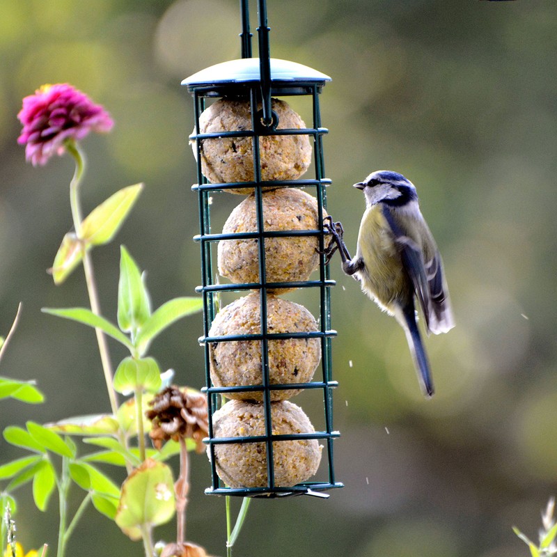 dobar 24081 Bird Feeder Including Four Fat Balls Refillable Wild