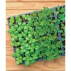 Burpee Greenhouse Indoor Starting Herbs, Flowers and Vegetables | Includes