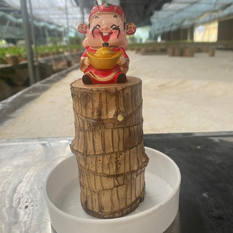 Lucky Brazil Wood Potted Plant - Color: Fortune Brazil Wood