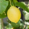 Lemon 50ml Incent Essential Oil Essential Oil