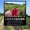 Shigeru no Chili Pepper, 0.7 oz (20 g), Room Temperature,
