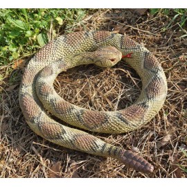 Rattlesnake - Coiled Diamondback Replica - Polyvinyl AAA
