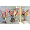Aloe Rooted Aloe Dorotheae Red Sunset Aloe. 12-15 in Tall