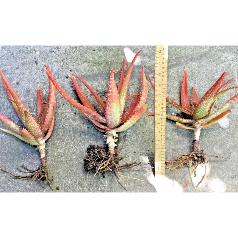Aloe Rooted Aloe Dorotheae Red Sunset Aloe. 12-15 in Tall